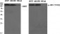 JAK1 (phospho Tyr1022) Polyclonal Antibody